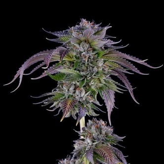 L.A. Confidential (DNA Genetics) feminiserede cannabisfr&oslash;