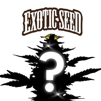 Autoflower Mystisk fr&oslash; 1 (Exotic Seed)