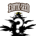 Autoflower-mysteriefrø 1 (Exotic Seed)