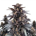 Indigo Sapphire (Blimburn Seeds) Feminiserede