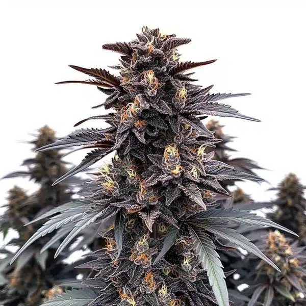 Indigo Sapphire (Blimburn Seeds) Feminiserede