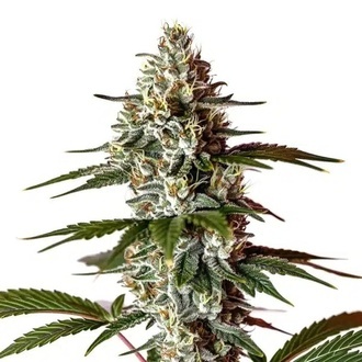 Permanent Marker x Banana Cream (Blimburn Seeds) Feminiserede