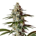 Permanent Marker x Banana Cream (Blimburn Seeds) Feminiserede