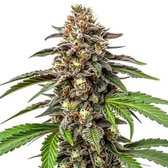 Whitethorn Rose x Ooze Extraction (Blimburn Seeds) Feminiserede