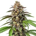 Whitethorn Rose x Ooze Extraction (Blimburn Seeds) Feminiserede
