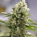 Lemon Haze Auto (Expert Seeds) Feminiserede