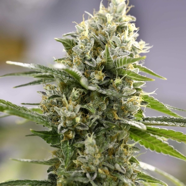 Lemon Haze Auto (Expert Seeds) Feminiserede