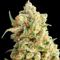 New York Diesel Auto (Expert Seeds) Feminiserede