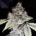 Rainbow Cake (Pheno Finder) Feminiserede