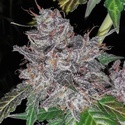 Rainbow Cake (Pheno Finder) Feminiserede