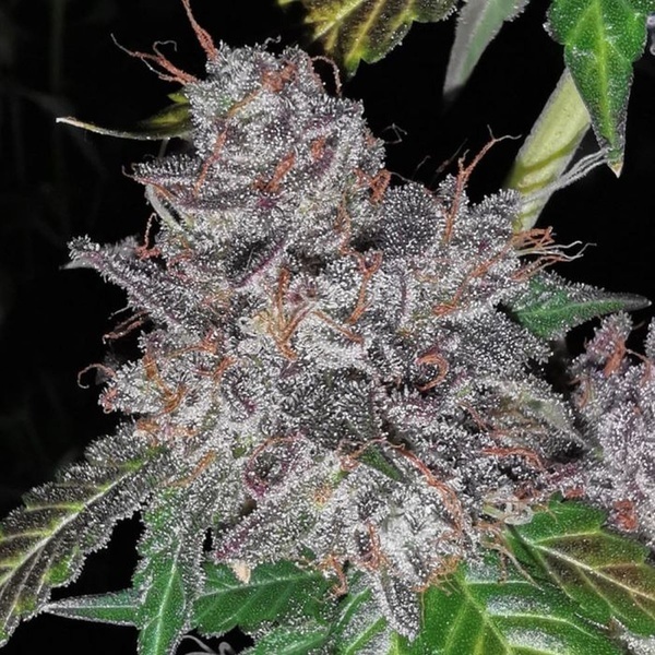 Rainbow Cake (Pheno Finder) Feminiserede