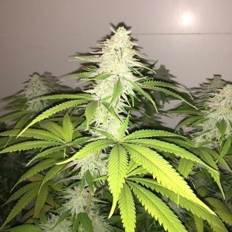 Simple Wedding Cake S1 (Pheno Finder) Feminiserede cannabisfr&oslash;