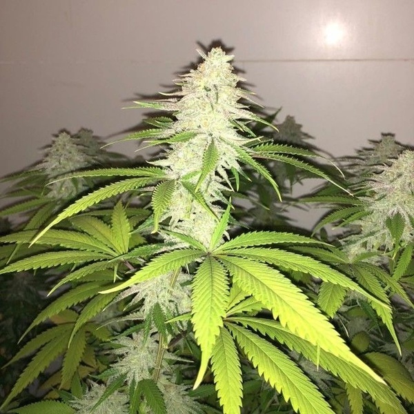 Simple Wedding Cake S1 (Pheno Finder) Feminiserede
