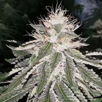 MAC 11 (Pheno Finder) Feminiserede cannabisfr&oslash;