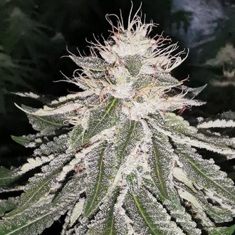 MAC 11 (Pheno Finder) Feminiserede