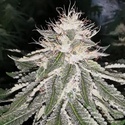 MAC 11 (Pheno Finder) Feminiserede