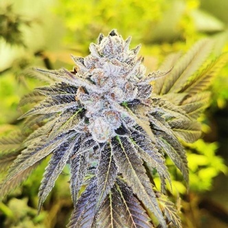 Double Slurry (Pheno Finder) Feminiserede