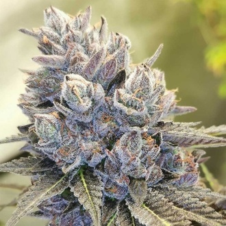 Auto Fruity Kuntz (Pheno Finder) Feminiserede