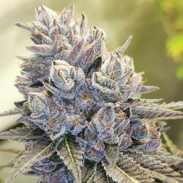 Auto Fruity Kuntz (Pheno Finder) Feminiserede