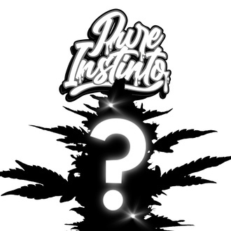 Autoflower Mystisk fr&oslash; 1 (Pure Instinto)