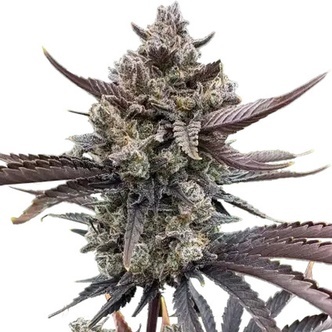 Banana Purple Punch Auto RF3 (FastBuds) feminiserede cannabisfr&oslash;