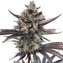 Banana Purple Punch Auto RF3 (FastBuds) Feminiserede