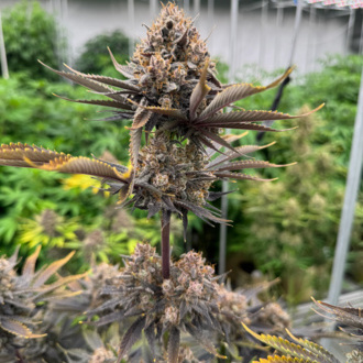 Banana Purple Punch Auto RF3 (FastBuds) Feminiserede