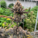 Banana Purple Punch Auto RF3 (FastBuds) Feminiserede