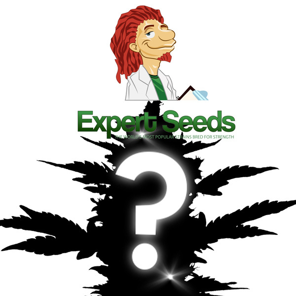 Mystisk Feminiserede frø 1 (Expert Seeds)