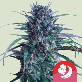 Banana Brawler (Royal Queen Seeds) feminiserede cannabisfr&oslash;