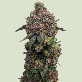 Cosmic Cheddar F1 (Royal Queen Seeds) Feminiserede