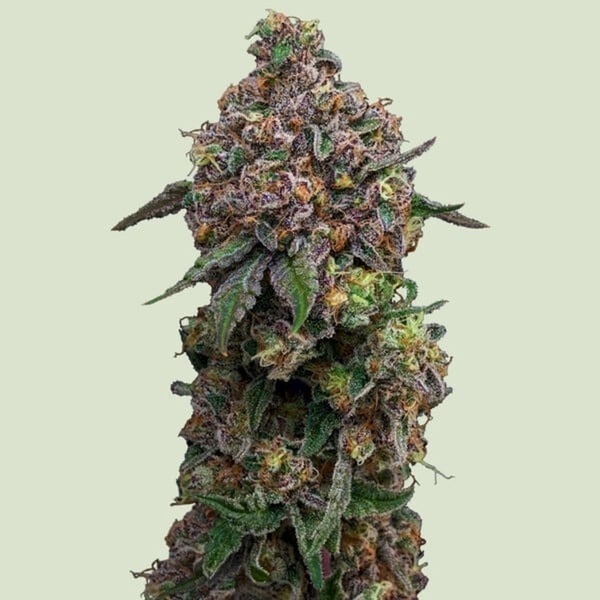 Cosmic Cheddar F1 (Royal Queen Seeds) Feminiserede