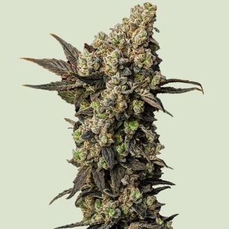 Astro Lemonade F1 (Royal Queen Seeds) feminiserede cannabisfr&oslash;