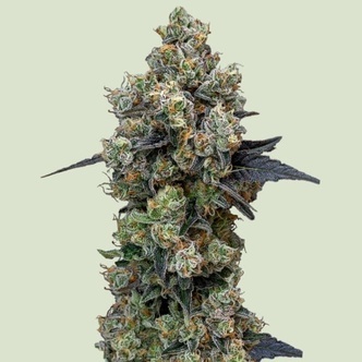 Orbutal Banana F1 (Royal Queen Seeds) feminiserede cannabisfr&oslash;
