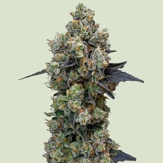Orbital Banana F1 (Royal Queen Seeds) Feminiserede