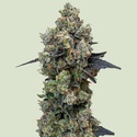 Orbital Banana F1 (Royal Queen Seeds) Feminiserede