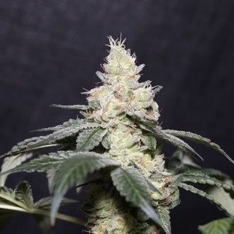 Gary Payton (Vision Seeds) Feminiserede