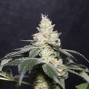 Gary Payton (Vision Seeds) Feminiserede