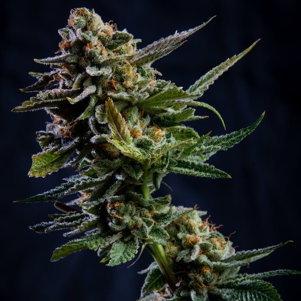 Log Cabin (Vision Seeds) Feminiserede
