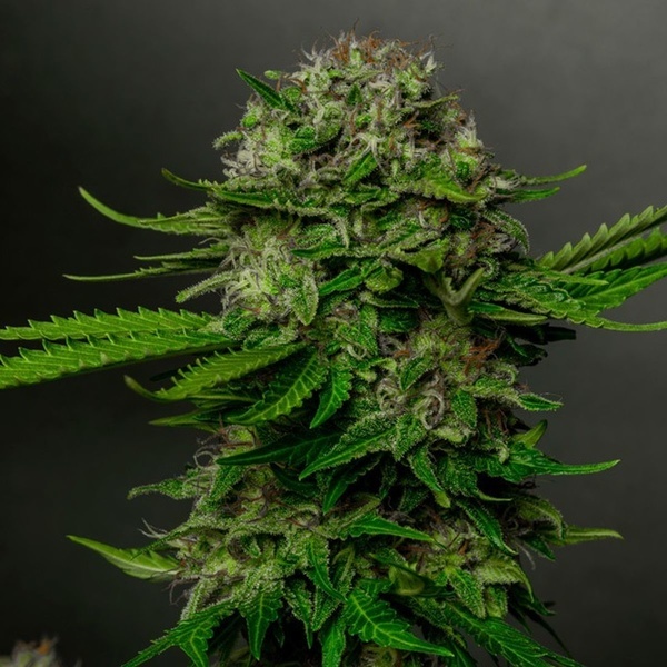 Oreoz x Spritzer (Vision Seeds) Feminiserede