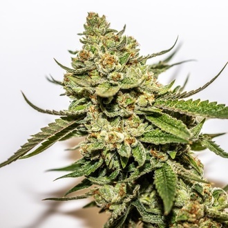 Cereal Milk x OG Kush (Vision Seeds) Feminiserede