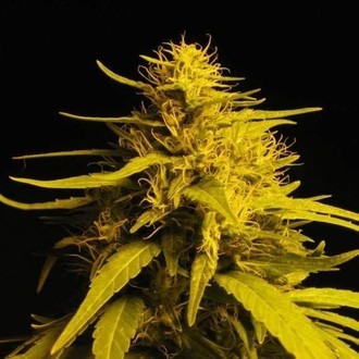 Amnesia Haze (Nirvana) Feminiserede