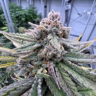 Cherry Cola Auto RF3 (FastBuds) Feminiserede