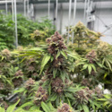 Cherry Cola Auto RF3 (FastBuds) Feminiserede