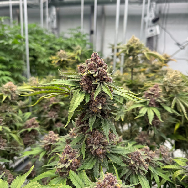Cherry Cola Auto RF3 (FastBuds) Feminiserede