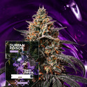Durban Poison (Zamnesia Seeds) Feminiserede