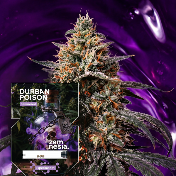 Durban Poison (Zamnesia Seeds) Feminiserede