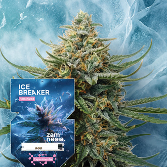 Ice Breaker (Zamnesia Seeds) Feminiserede