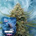 Ice Breaker (Zamnesia Seeds) Feminiserede