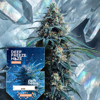 Deep Freeze Haze (Zamnesia Seeds) Feminiserede